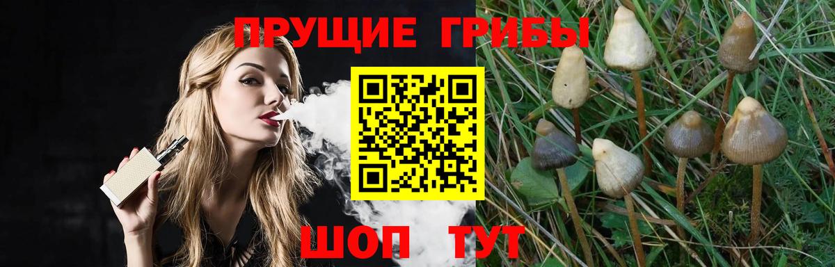 Солнечногорск  Галлюциногенные грибы Cubensis  Вход с VPN 